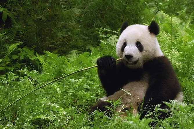 All-inclusive Day Tour: Mutianyu Great Wall & Beijing Panda Zoo with Local Lunch - Two Beijing Icons in One 9-Hour Day