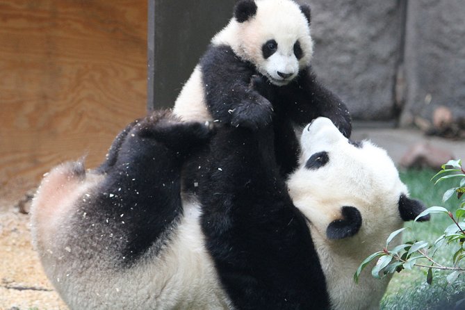 All-inclusive Day Tour: Mutianyu Great Wall & Beijing Panda Zoo with Local Lunch - Private Vehicle + Guide: How the Day Stays Organized