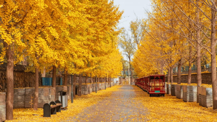 Beijing: Old Summer Palace Ruins Park Admission Ticket - Timing in Haidian: When to Enter and When to Leave