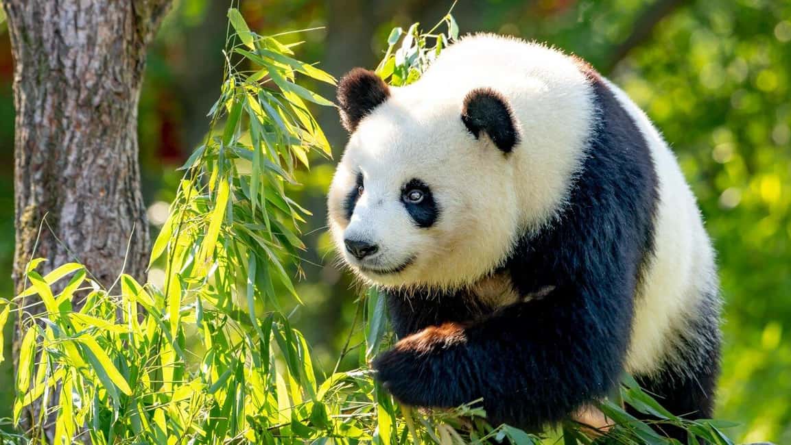 Beijing: Panda House Ticket (Zoo) new activities for 2026 - Why the Panda House at Beijing Zoo deserves planning