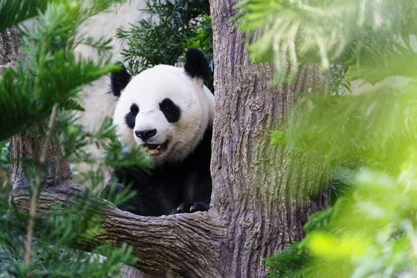 Beijing: Panda House Ticket (Zoo) new activities for 2026 - Panda House and golden snub-nosed monkeys: what to expect