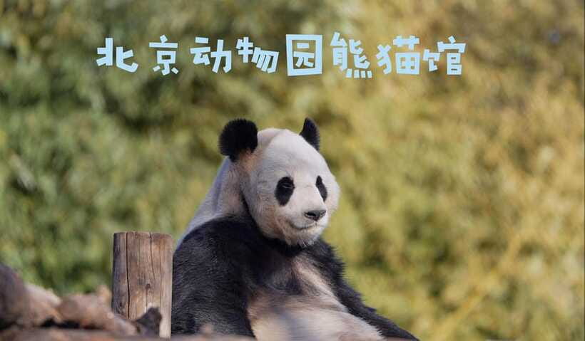 Beijing: Panda House Ticket (Zoo) new activities for 2026 - Value check: is $7 a win in Beijing?