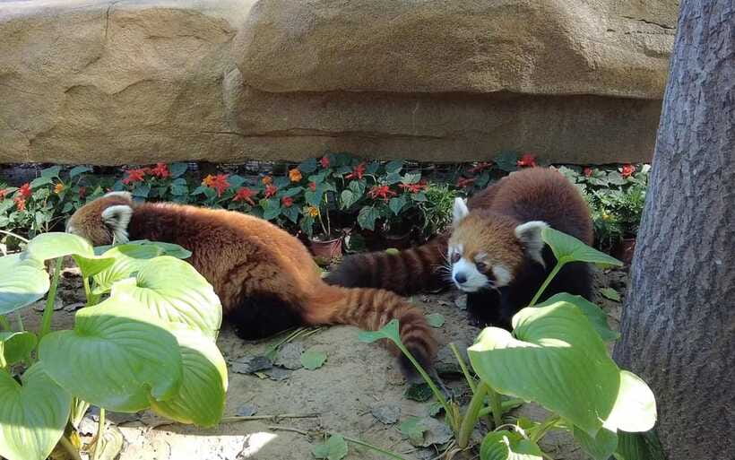 Beijing: Panda House Ticket (Zoo) new activities for 2026 - Who this Panda House ticket suits best