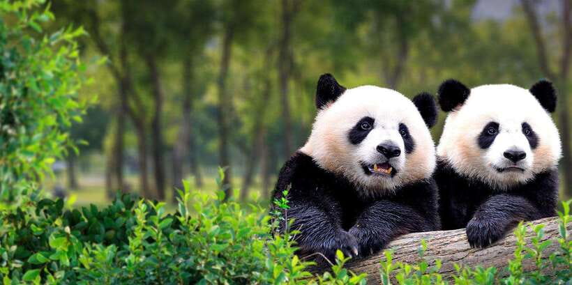 Beijing: Panda House w/Great Wall or City Sites Private Tour - Option 1: Mutianyu Great Wall with VIP access and lunch with views