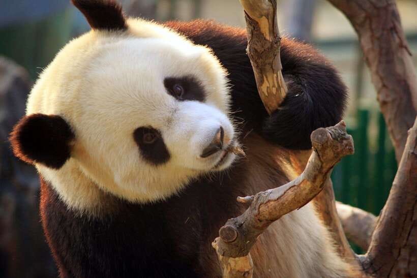 Beijing: Panda House w/Great Wall or City Sites Private Tour - Who this tour fits best (and who might want a different plan)