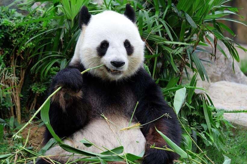 Beijing Private Tour: Summer Palace, Panda House and Options - Pick the right package: how the day gets shaped around you