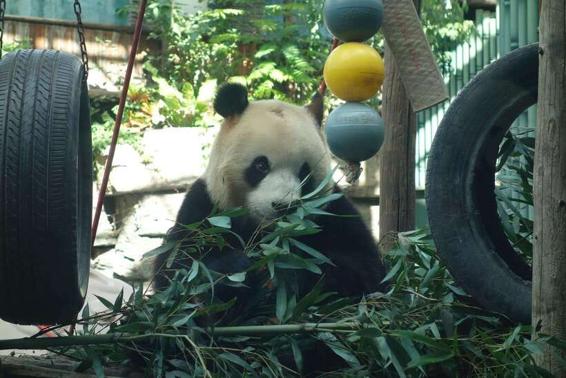Beijing Private Tour: Summer Palace, Panda House and Options - Tiananmen, Forbidden City, and the passport detail you must handle