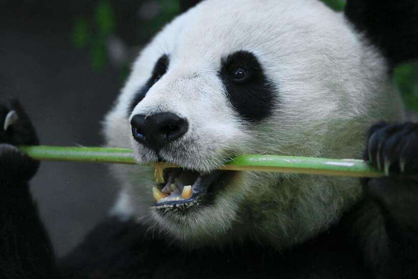 Beijing Private Tour: Summer Palace, Panda House and Options - Value for money: why this can feel like a deal in Beijing