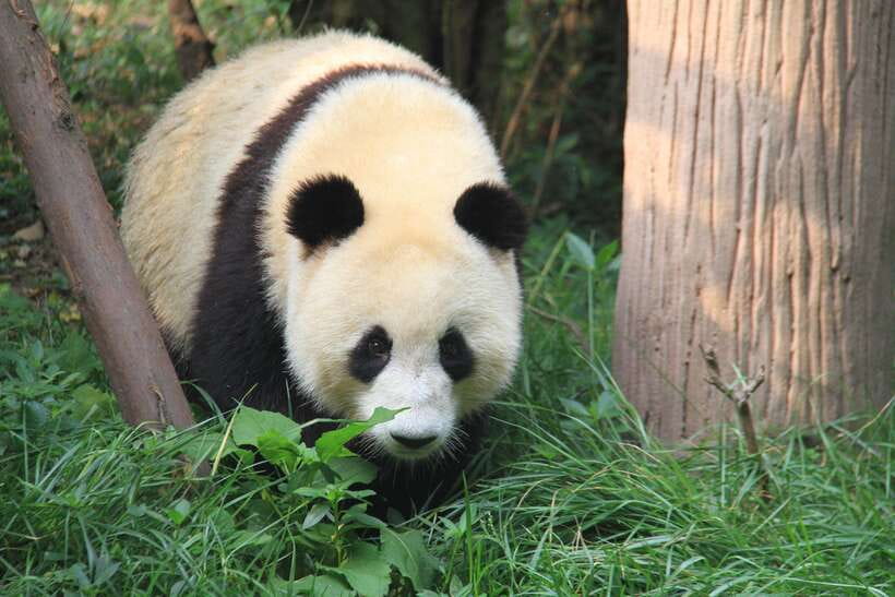 Beijing: The Beijing Zoo Entry Ticket with Pandas - Beijing Zoo Ticket Basics: QR Entry and Panda House Access