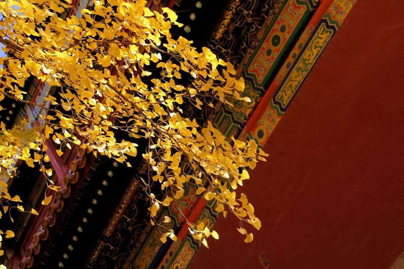 Forbidden City Of Beijing Tickets Booking And Other Option - Should You Book This Forbidden City Ticket Option?