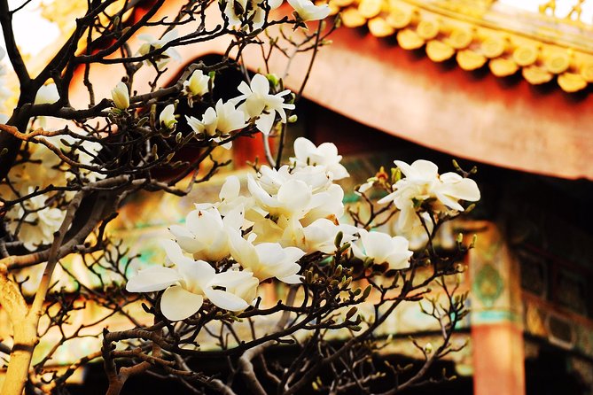 Private Flexible Beijing City In-Depth Walking Tour w/ Your Fancy - Why a private guide beats the usual Beijing rush